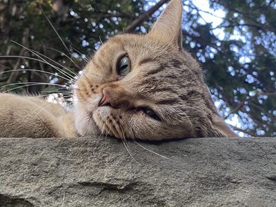 Nuremberg tabby, August 15 2022
