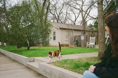 Calico, Austin, TX, October 2024