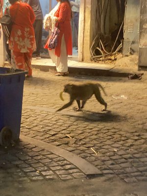Baboon, May 1 2026